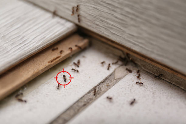 Best Pest Control for Homes  in Eustace, TX