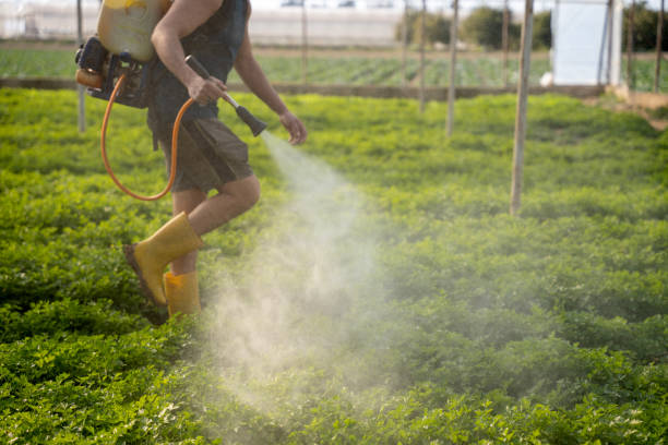 Best Local Pest Control Services  in Eustace, TX
