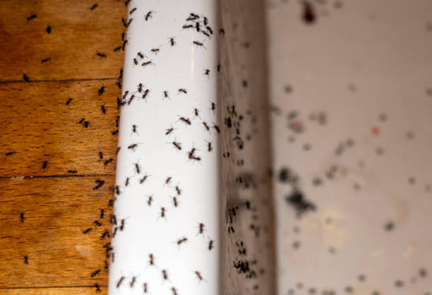 Best Cockroach Control Services  in Eustace, TX