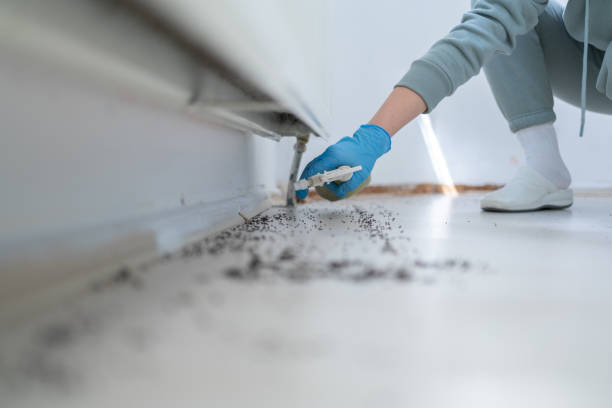 Best Wasp Removal Services  in Eustace, TX